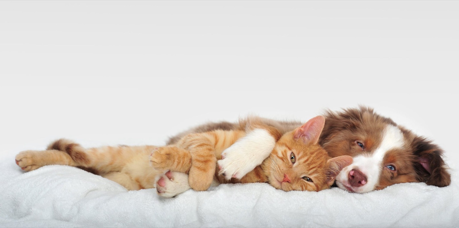 A puppy and a ginger kitten curled up asleep together on a white blanket
